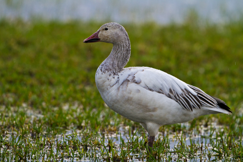 Snow Goose